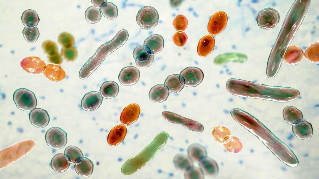 butyrate bacteria and gut microbiome