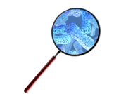magnifier